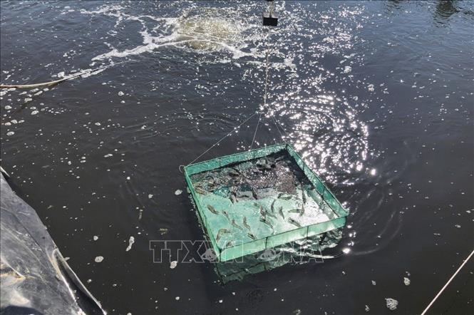 Growing shrimps with high tech in Quang Ngai province, providing healthier shrimps for export. VNA Photo
