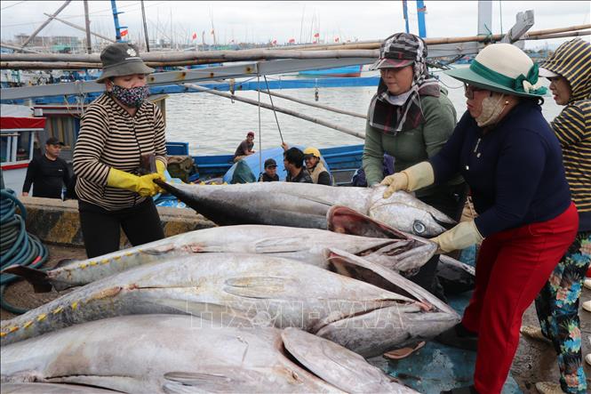 Tuna exports to Russia have also grown significantly, reaching 45 million USD in 2024 - five times higher than in 2020. The first quarter of 2025 alone saw tuna exports to Russia rise by 15% year-on-year. VNA Photo
