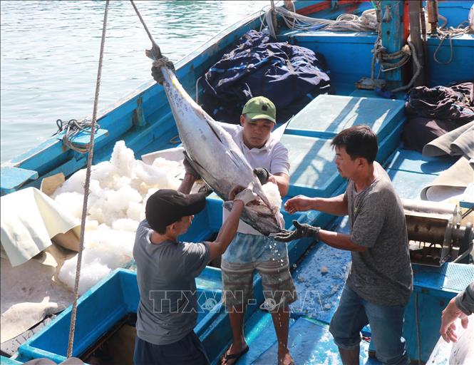Fishermen in Nha Trang province with a bumper catch of tuna. VNA Photo