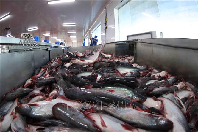 Processing tra fish at Sao Mai Group's facility in An Giang province. VNA Photo