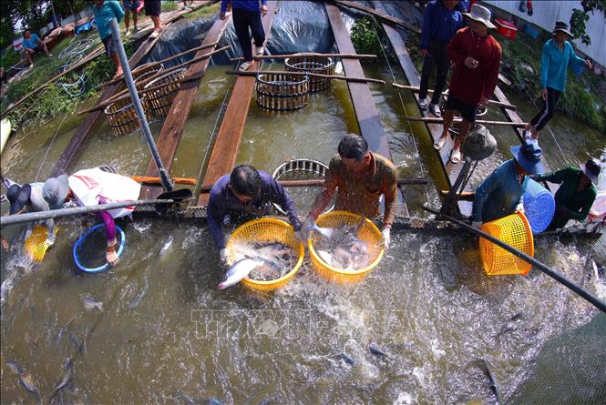 Harvesting tra fish in An Giang province. VNA Photo
