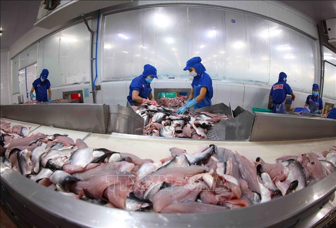 Processing tra fish for export at Sao Mai Group's facility in An Giang province. VNA Photo
