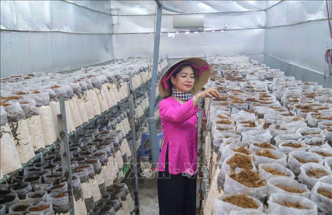 Nhà trồng nấm của chị Nương có gắn điều hòa để kiểm soát nhiệt độ. Ban ngày máy hoạt động bằng điện Mặt trời còn ban đêm sử dụng điện lưới quốc gia. Ảnh: Thanh Liêm - TTXVN