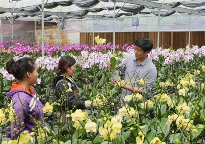 Anh  Phan Thanh Sang (SN 1984), chủ trang trại hoa Lan Ysa Orchid Đà Lạt, Lâm Đồng, Phó Chủ tịch Hiệp hội hoa Đà Lạt. Anh vinh dự là 1 trong Top 20 đại biểu Thanh niên tiên tiến làm theo lời Bác năm 2016. Ảnh: Phương Hoa – TTXVN