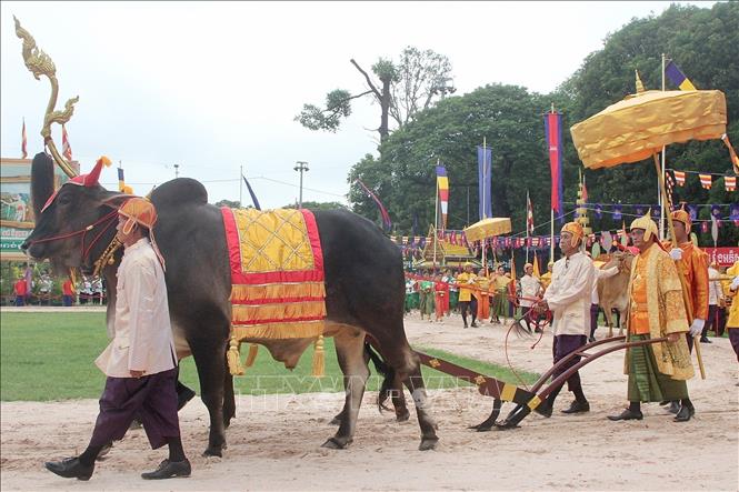Ông Sun Sovannarith, Tỉnh trưởng tỉnh Kampong Chhnang giữ vai trò “Sdech Meak” cùng đoàn tùy tùng thực hiện nghi thức cày ruộng mang tính biểu tượng tại Lễ hội Tịch điền năm 2025. Ảnh: Quang Anh - PV TTXVN tại Campuchia