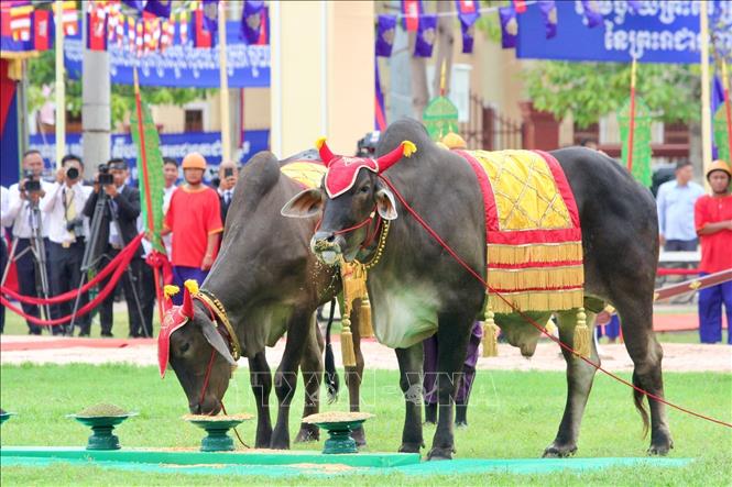 Đàn bò thiêng Hoàng gia Campuchia ăn lúa, ngô và đỗ, báo hiệu một vụ mùa bội thu với các loại nông sản này. Ảnh: Quang Anh - PV TTXVN tại Campuchia