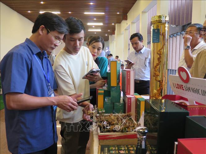 Sâm Ngọc Linh trưng bày tại Hội thảo. Ảnh: Dư Toán – TTXVN