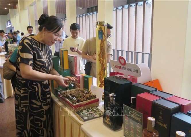 Sâm Ngọc Linh trưng bày tại Hội thảo. Ảnh: Dư Toán – TTXVN