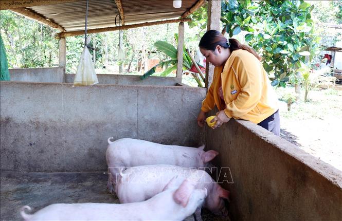Từ nguồn hỗ trợ 12 triệu đồng của “Sổ tiết kiệm Búa liềm vàng”, gia đình đảng viên Y Klơn Niê và vợ H Puê Niê, buôn H’Né, xã Ea Drông, thị xã Buôn Hồ, tỉnh Đắk Lắk đã đầu tư chăn nuôi hiệu quả. Ảnh: Hoài Thu - TTXVN