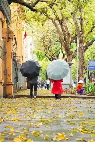 Young people enjoy taking photos with the golden leaves and brilliant sun of early summer in Hanoi. VNA Photo: Khánh Hoà