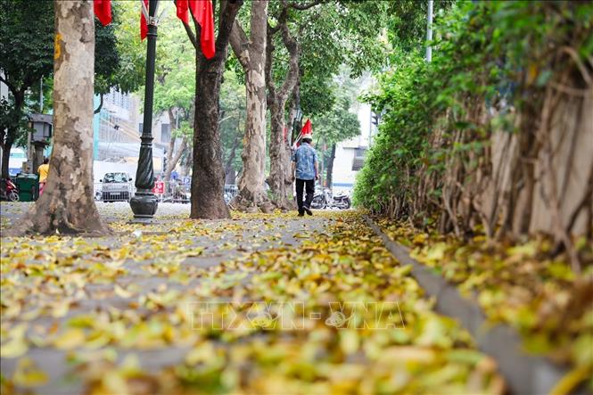 Hanoi in leaf-changing season. VNA Photo: Khánh Hoà