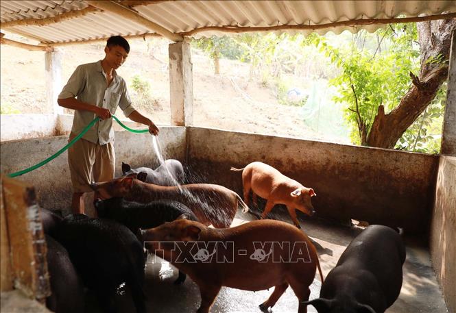 Anh Khuất Đình Vinh tại bản Muông, xã Mường Cang (Than Uyên, Lai Châu) vay vốn phát triển chăn nuôi. Ảnh: Quý Trung – TTXVN