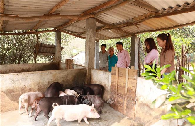 Cán bộ Ngân hàng chính sách phối hợp với cán bộ Hội nông dân xã Mường Cang (Than Uyên) tham quan mô hình chăn nuôi của hộ gia đình anh Khuất Đình Vinh tại bản Muông, xã Mường Cang. Ảnh: Quý Trung – TTXVN