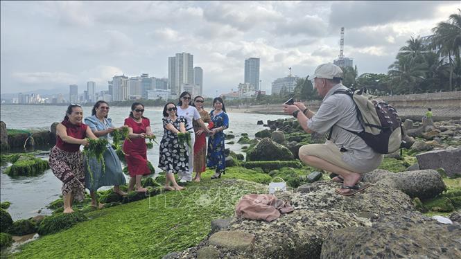 A field of rocks covered with green moss on the Nha Trang beach attracts tourists. VNA Photo