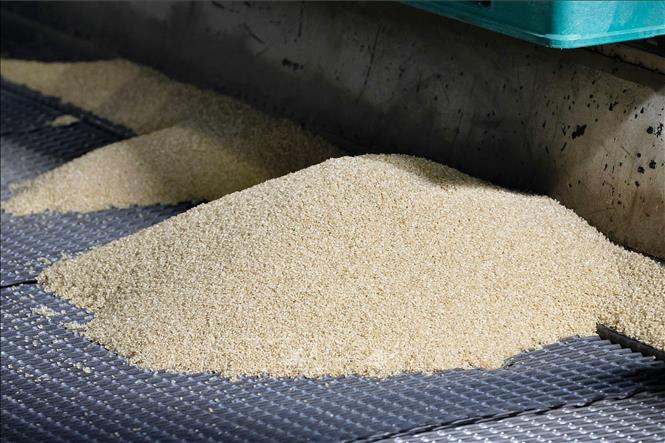 Gạo tại kho dự trữ khẩn cấp của Chính phủ tại tỉnh Saitama, Nhật Bản. Ảnh: Kyodo/TTXVN