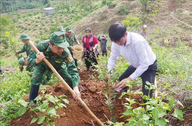 Hỗ trợ người dân trồng mắc ca, loại cây đa mục đích vừa cho thu hoạch hạt vừa góp phần nâng cao độ che phủ rừng. Ảnh: TTXVN phát
