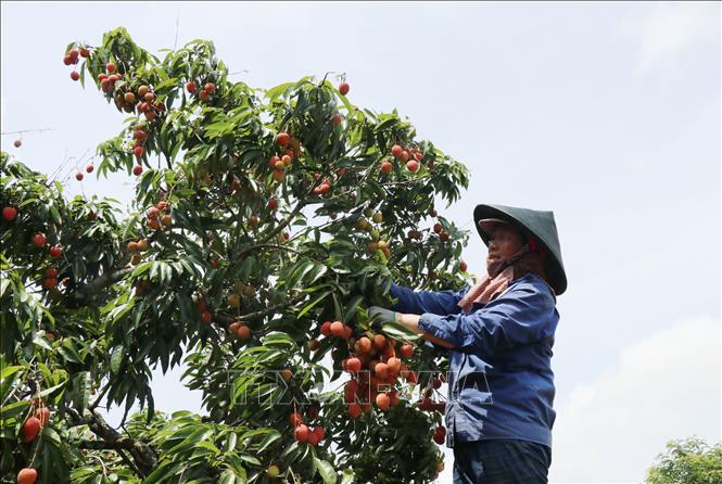 Nông dân xã Ea Sô, huyện Ea Kar thu hoạch vải đầu mùa. Ảnh: Anh Dũng – TTXVN