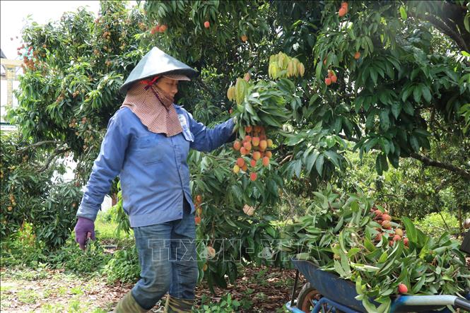 Xã Ea Sar, huyện Ea Kar có hơn 400 ha trồng vải, trong đó 320 ha đã vào kỳ thu hoạch, đem lại thu nhập cao cho nông dân. Ảnh: Anh Dũng - TTXVN