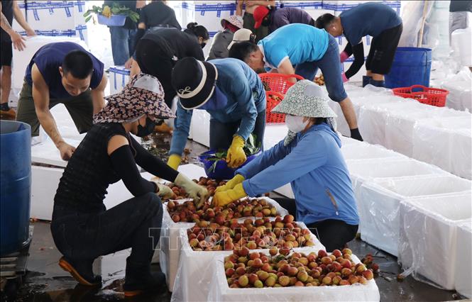 Điểm đóng thùng vải ở xã Ea Sar, huyện Ea Kar trước khi vận chuyển đi tiêu thụ. Ảnh: Anh Dũng - TTXVN