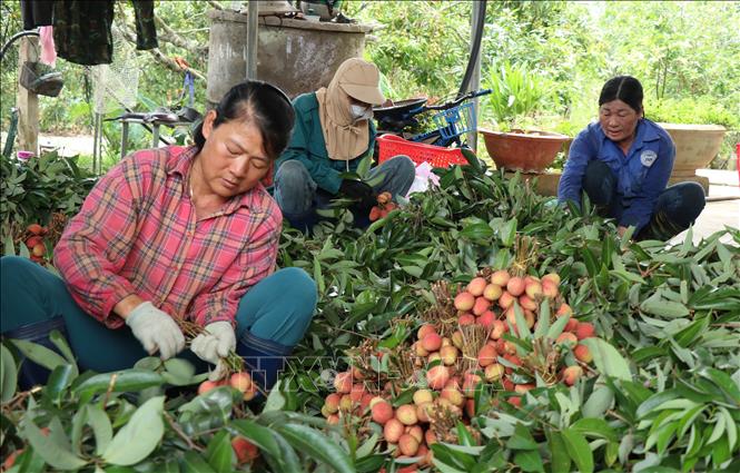 Sau khi thu hoạch, vải được phân loại, cắt tỉa cành để đưa đi tiêu thụ. Ảnh: Anh Dũng – TTXVN