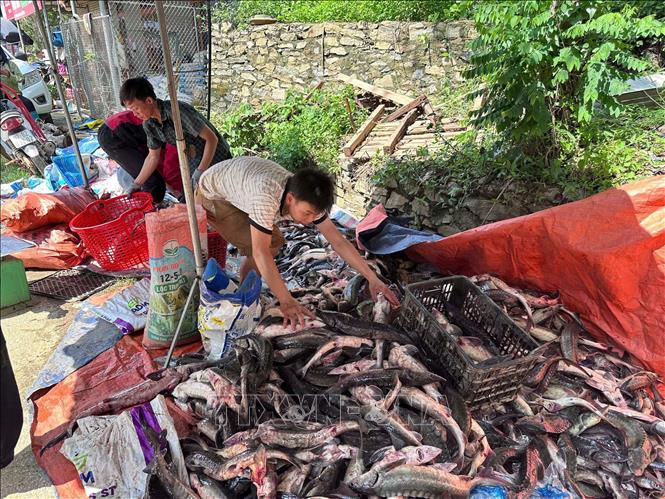 tại xã Chu Hương và ở Phiêng Phàng xã Yến Dương bị vỡ ao cá gây thiệt hại 03 tấn cá, người dân thu gom cá còn sót lại đem bán giá rẻ