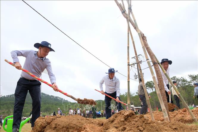 Lãnh đạo tỉnh Lâm Đồng tham gia trồng cây mai anh đào sau lễ phát động. Ảnh: Nguyễn Dũng – TTXVN  