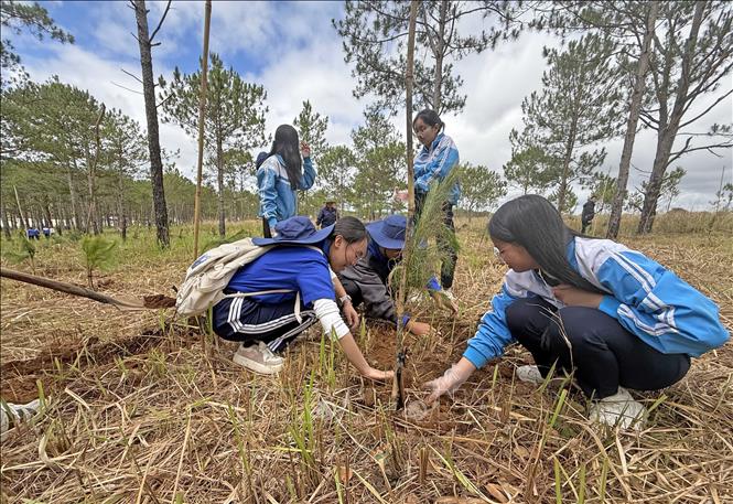 Học sinh thành phố Đà Lạt trồng cây thông ba lá hưởng ứng lễ phát động trồng cây. Ảnh: Nguyễn Dũng - TTXVN 