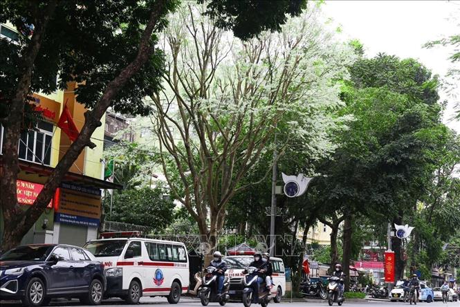 Full bloom sua flowers (Dalbergia tonkinensis) in Hanoi. VNA Photo