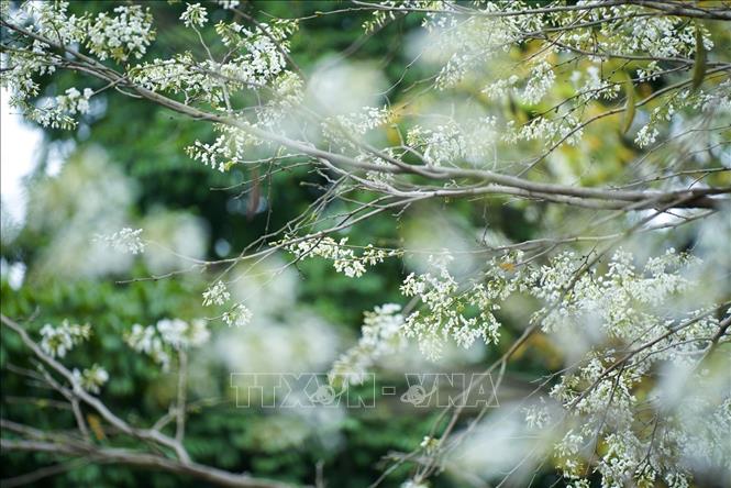 The dreamy scene of Hanoi in early spring with pure white sua flowers (Dalbergia tonkinensis). VNA Photo