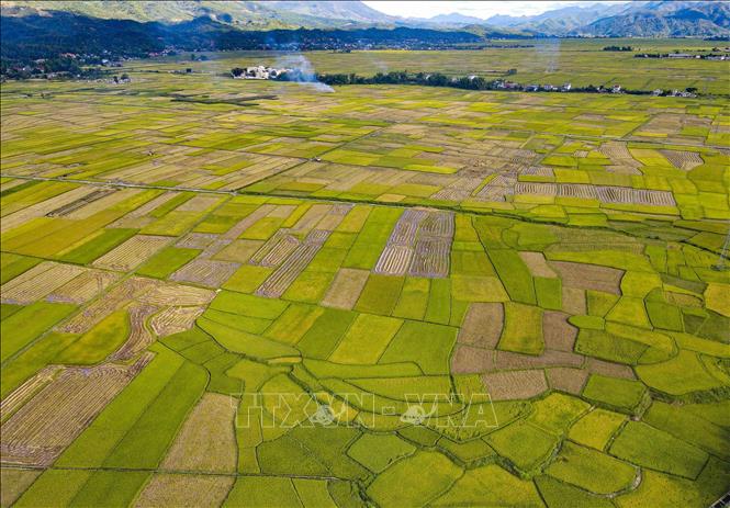 Vẻ đẹp cánh đồng Mường Thanh mùa lúa chín. Ảnh: Xuân Tư - TTXVN