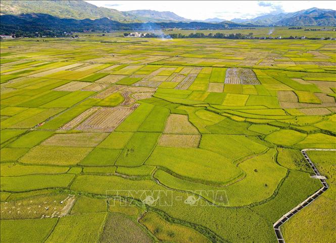 Mùa vàng trên cánh đồng Mường Thanh. Ảnh: Xuân Tư - TTXVN