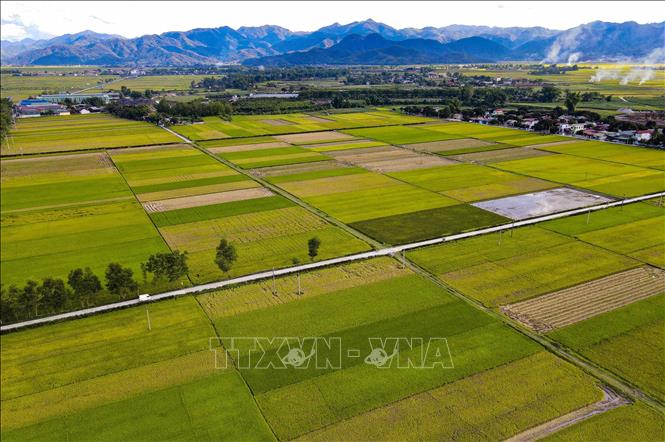 Mùa vàng trên cánh đồng Mường Thanh. Ảnh: Xuân Tư - TTXVN