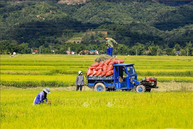 Những chiếc xe chở thóc trên cánh đồng Mường Thanh. Ảnh: Xuân Tư - TTXVN