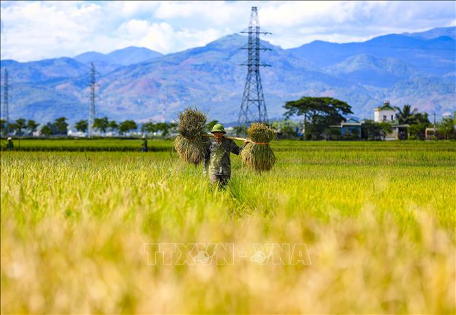 Người dân thu hoạch lúa trên cánh đồng Mường Thanh. Ảnh: Xuân Tư - TTXVN