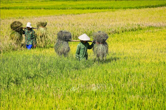 Thành quả của vụ mùa lao động được đền đáp bằng những gánh lúa nặng trĩu. Ảnh: Xuân Tư - TTXVN