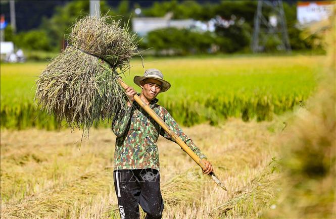 Người dân vùng lòng chảo Mường Thanh thu hoạch lúa. Ảnh: Xuân Tư - TTXVN
