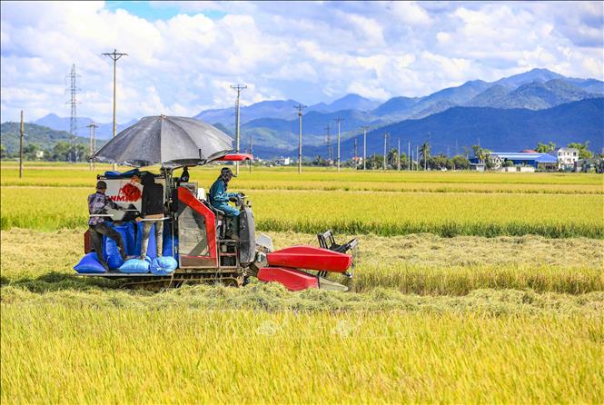 Người dân sử dụng máy gặt lúa để giảm thiểu thời gian và sức lao động. Ảnh: Xuân Tư - TTXVN