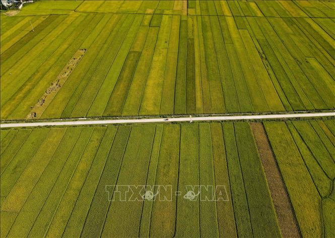 Những thửa ruộng thẳng tắp trải dài trên cánh đồng Mường Thanh. Ảnh: Xuân Tư - TTXVN
