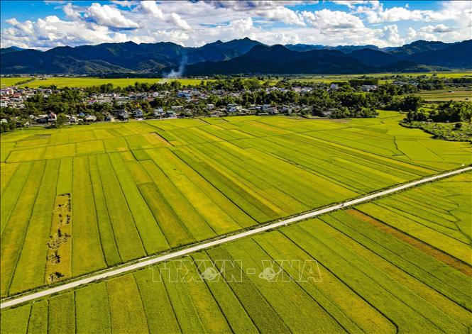  Những thửa ruộng thẳng tắp trải dài trên cánh đồng Mường Thanh. Ảnh: Xuân Tư - TTXVN
