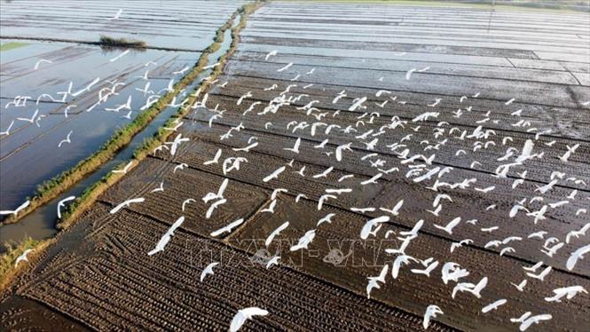 Trên những cánh đồng ở tỉnh Thừa Thiên-Huế đang có rất nhiều đàn chim, cò kéo về, tìm theo các kênh mương, thửa ruộng đang cạn nước hoặc ruộng lúa vừa xuống giống để kiếm ăn. Việc có nhiều đàn chim, cò kéo về kiếm ăn báo hiệu môi trường sinh thái ở địa phương này đang tốt dần lên (2020). Ảnh: Hồ Cầu-TTXVN