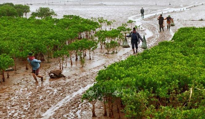Vườn Quốc gia Xuân Thủy thuộc địa bàn huyện Giao Thủy (tỉnh Nam Định), là vùng ngập nước đầu tiên của Đông Nam Á tham gia Công ước Quốc tế RAMSAR; được UNESCO công nhận là vùng lõi của Khu Dự trữ Sinh quyển Thế giới khu vực Đồng bằng châu thổ sông Hồng. Trong ảnh: Người dân khai thác thủy, hải sản dưới tán rừng ngập mặn ở Vườn Quốc gia Xuân Thủy  (Nam Định). Ảnh: Lâm Khánh – TTXVN