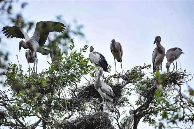 Vườn Quốc gia Tràm Chim ở huyện Tam Nông (Đồng Tháp) là khu Ramsar thứ 2.000 của thế giới, là một trong 8 khu vực bảo tồn các loài chim quan trọng nhất của Việt Nam với hơn 100 loài động vật có xương sống, 40 loài cá và 147 loài chim nước. Ảnh: Minh Đức - TTXVN