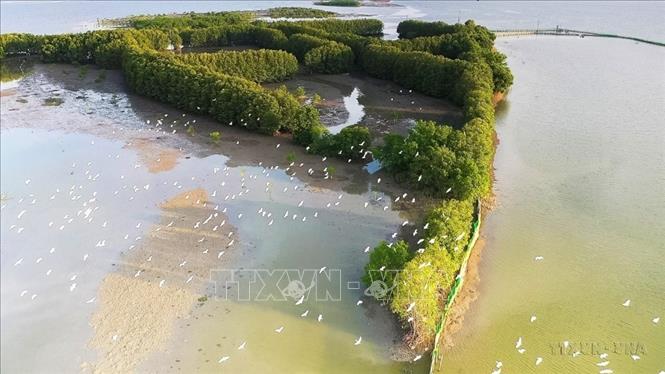 Hệ sinh thái trong khu vực rừng ngập mặn tại Bình Định đa dạng và phong phú. Ảnh: Tường Quân - TTXVN