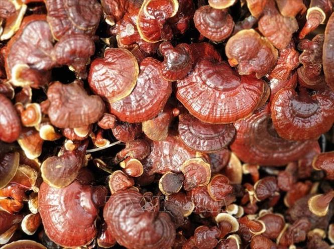 Hệ thực vật phong phú, đa dạng tại Vườn quốc gia Kon Ka Kinh (một trong hai vùng lõi của khu dự trữ sinh quyển Cao nguyên Kon Hà Nừng). Ảnh: TTXVN phát