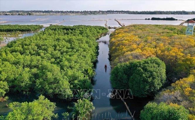 Rừng ngập mặn nguyên sinh Rú Chá thuộc xã Hương Phong, thị xã Hương Trà, tỉnh Thừa Thiên - Huế có diện tích khoảng 5ha, có chức năng ngăn mặn, bảo vệ nguồn lợi thủy sản và đất liền. Rú Chá hiện đã được tỉnh Thừa Thiên-Huế quy hoạch mở rộng diện tích lên 20 ha nhằm góp phần giảm thiểu ảnh hưởng của biến đổi khí hậu và phát triển mô hình du lịch sinh thái trên vùng đầm phá Tam Giang. Ảnh: Hồ Cầu - TTXVN