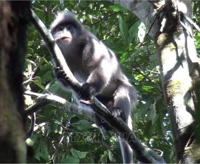 Vườn Quốc gia Xuân Liên thuộc huyện Thường Xuân  (Thanh Hóa) là một trong những khu bảo tồn dự trữ đa dạng sinh học phong phú nhất Việt Nam. Ảnh: TTXVN phát. Ảnh: TTXVN phát