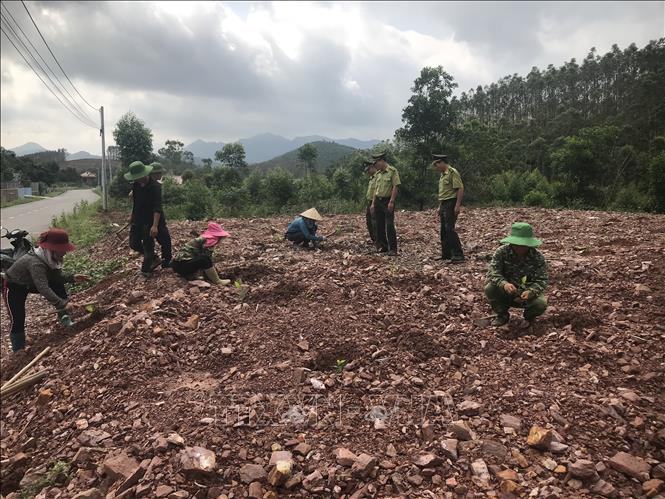 Trồng mới rừng sản xuất tại xã Bắc An, thành phố Chí Linh, tỉnh Hải Dương. Ảnh: Tiến Vĩnh – TTXVN