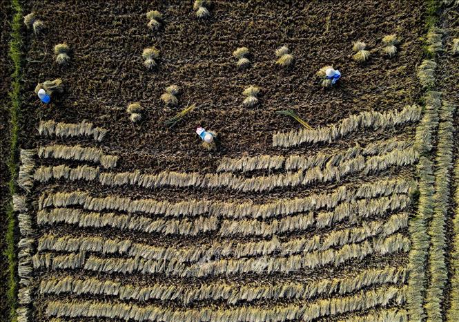 Farmers harvest rice on Muong Thanh fields. VNA Photo: Xuân Tư