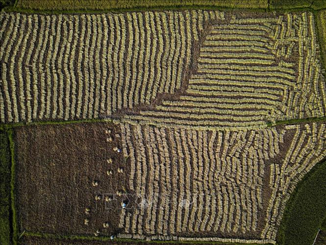Harvested rice are organised on Muong Thanh fields. VNA Photo: Xuân Tư