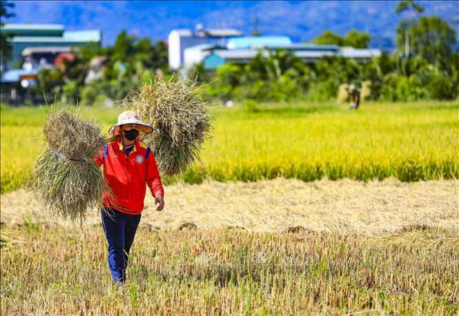 A farmer harvests rice on Muong Thanh fields. VNA Photo: Xuân Tư